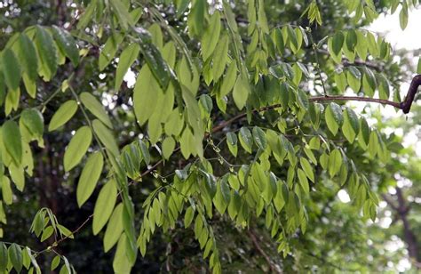 pau.negro|Dalbergia retusa .